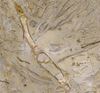 Picture of Golden Flower Limestone