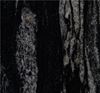 Picture of Black Forest
