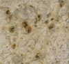 Picture of Golden Imperial Granite