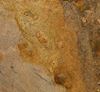 Picture of Jurassic Golden Granite