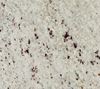 Picture of Ambas White Granite