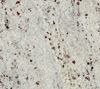 Picture of Ambas White Granite