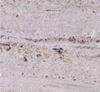 Picture of River White Granite