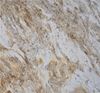 Picture of Colonial Dream Granite