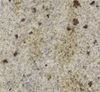 Picture of Kashmir White Granite